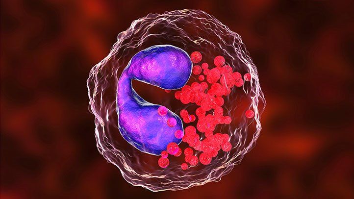 Eozinofile crescute – ce înseamnă și care sunt cauzele - Cancer - Rolul eozinofilelor